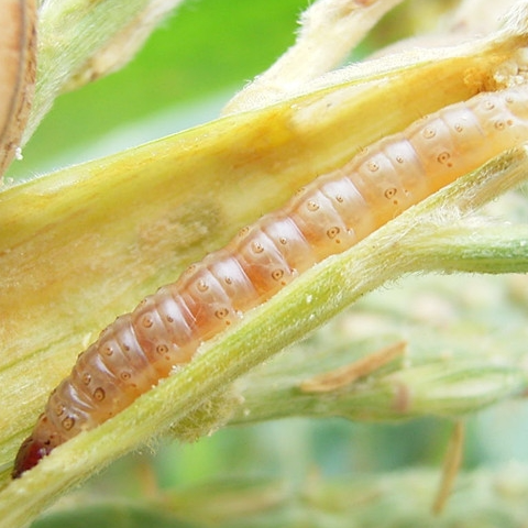 Ostrinia furnacalis 