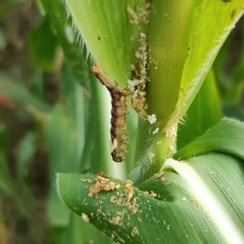 Spodoptera frugiperda nucleopolyhedrovirus(SfMNPV) TC