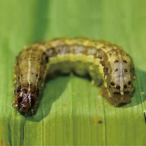 Spodoptera frugiperda