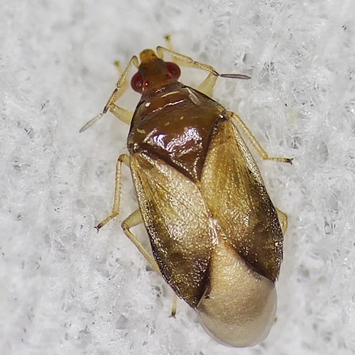 Orius  laevigatus