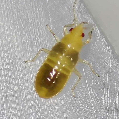 Orius  laevigatus