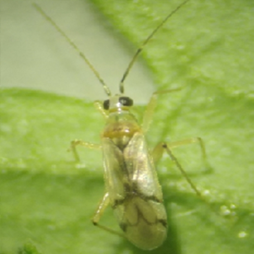 Nesidocoris tenuis