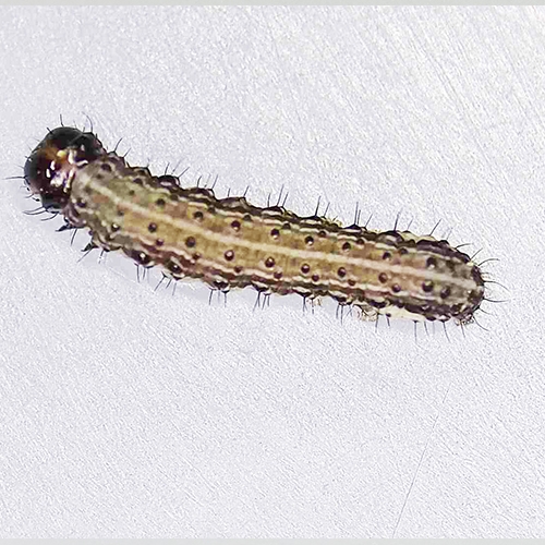 Spodoptera frugiperda