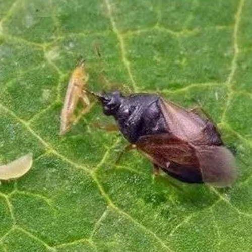 Orius  laevigatus
