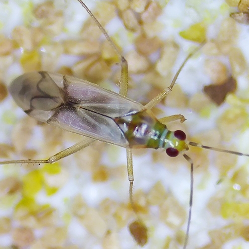 Nesidocoris tenuis