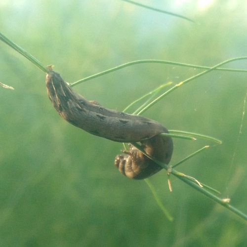  Spodoptera litura nucleopolyhedrovirus(SpltNPV) TC