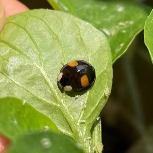 Harmonia axyridis