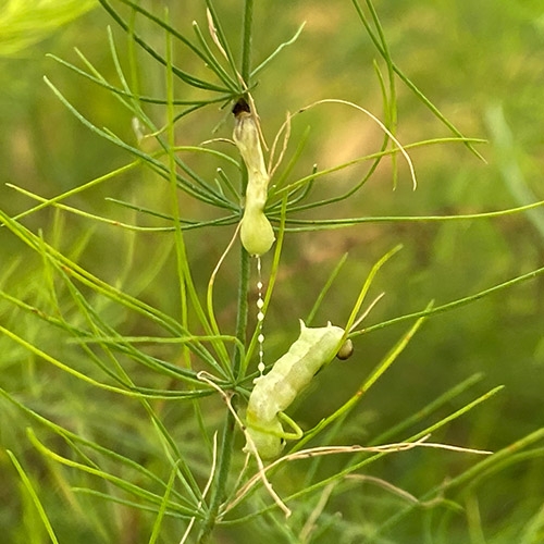 Spodoptera exigua multiple nucleopolyhedrovirus(SeMNPV) TC