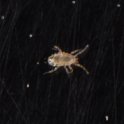 Neoseiulus californicus
