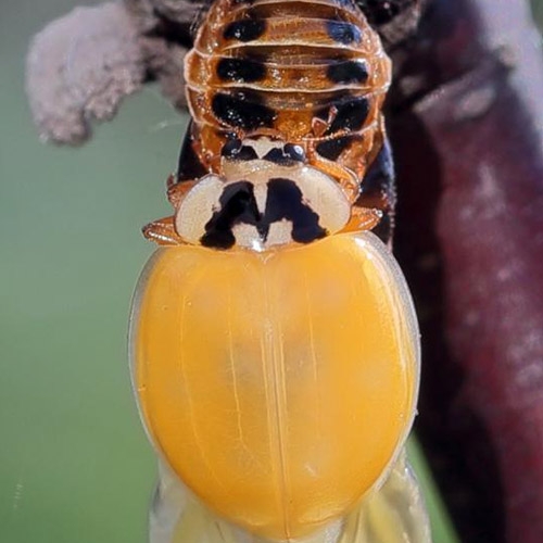 Harmonia axyridis