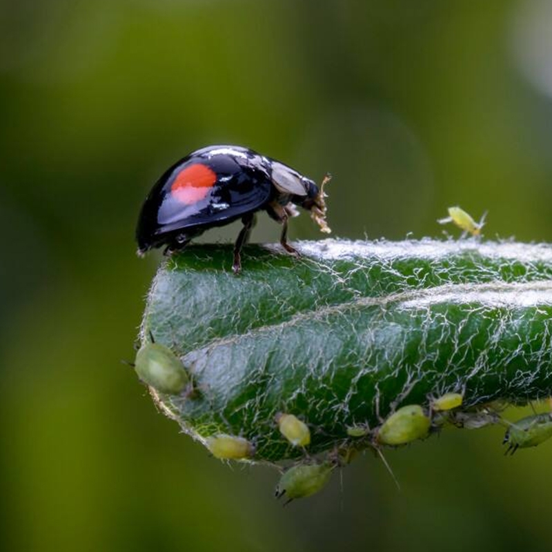 Harmonia axyridis