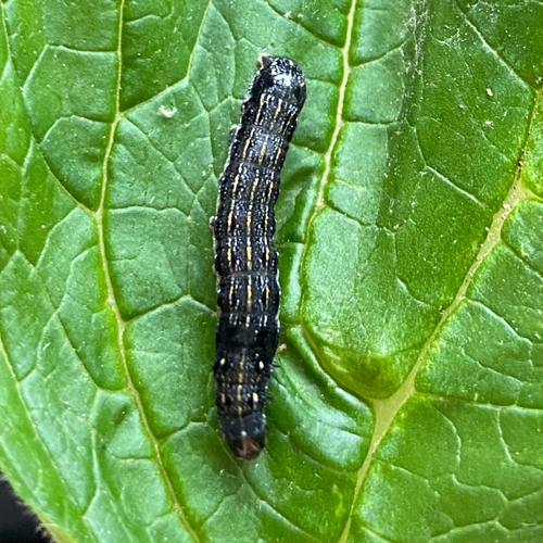 Spodoptera litura  