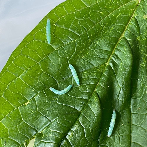 Plutella xylostella 