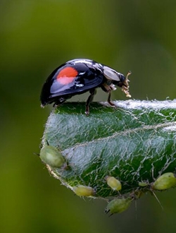 Beneficial Insects